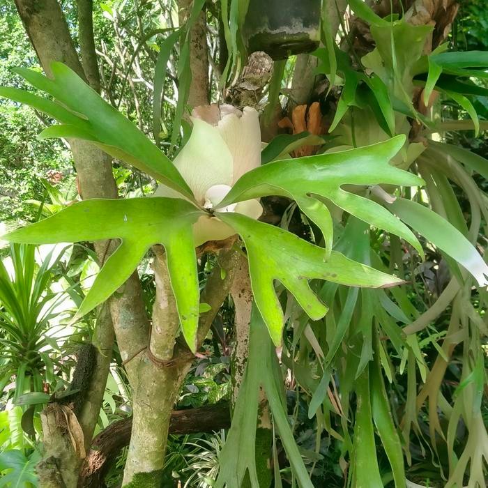 tanaman hias kadaka doa