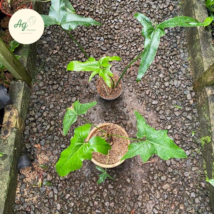 Thaumatophyllim african fantasy