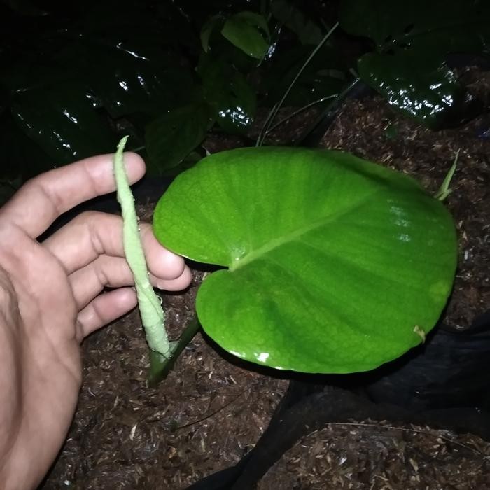 monstera king anak remaja