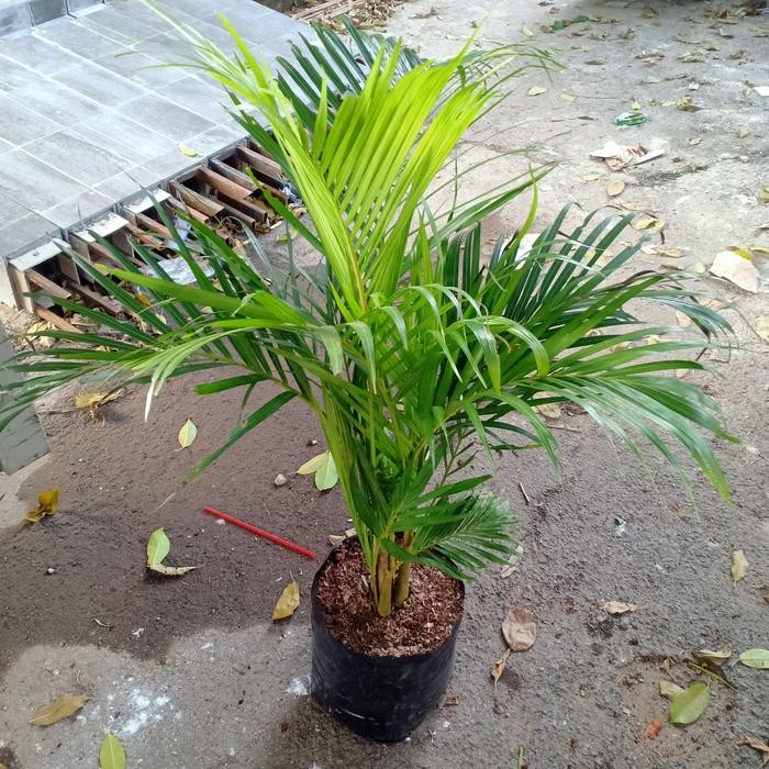 Tanaman Hias Palem Kuning 1 meter
