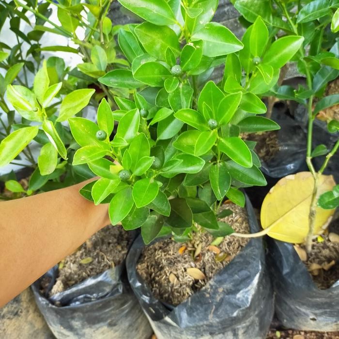 tanaman buah jeruk kitnan / jeruk kunci / jeruk sunkit / tanaman buah / bibit buah jeruk _