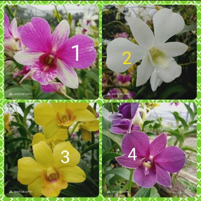 anggrek dendrobium spike