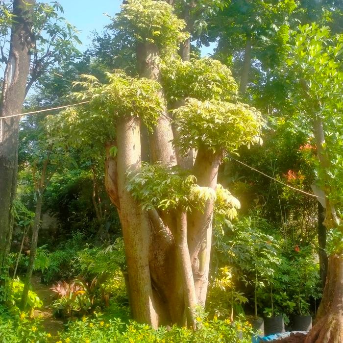 pohon bonsai randu/kapuk randu varigata (besar)