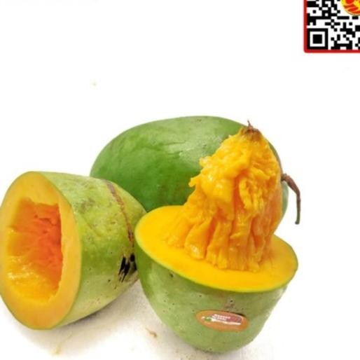 

buah mangga alpukat harum manis matang pohon avomango klonal /kg