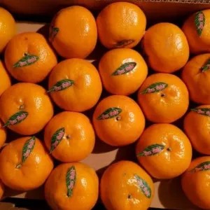 

jeruk Kino pakistan 1kg 1000g