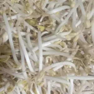 Tauge Akar 1Kg