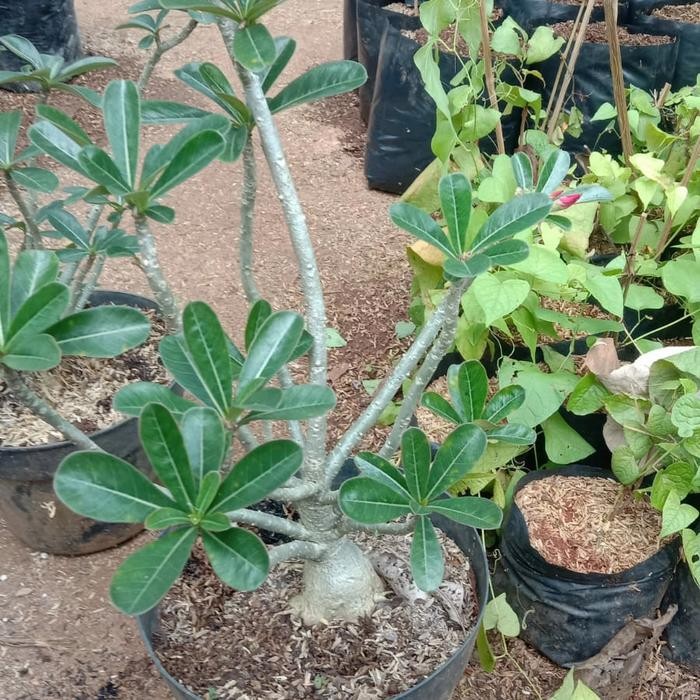 Pohon hias Kamboja bonsai