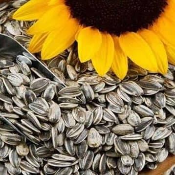 

DISKON Kuaci Kecil Medan READY STOCK