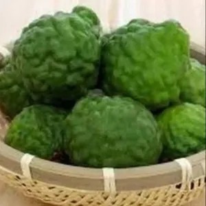 Jeruk purut betina atau jantan 1 biji
