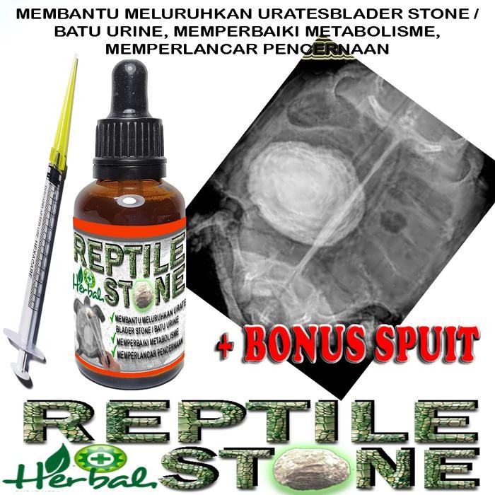 REPTILE STONE OBAT BLADDER STONE BS REPTILE KURA KURA SULCATA TORTOISE