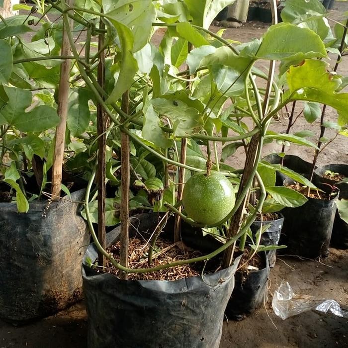 BIBIT POHON BUAH MARKISA MANIS BERBUAH - TANAMAN RAMBAT MARKISA MANIS