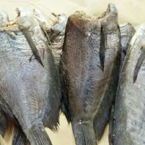 

ikan sepat besar 250g