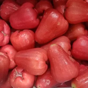 

jambu air citra 500g