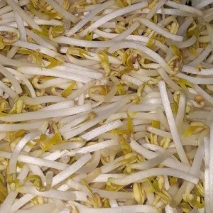 Tauge Petik 1Kg