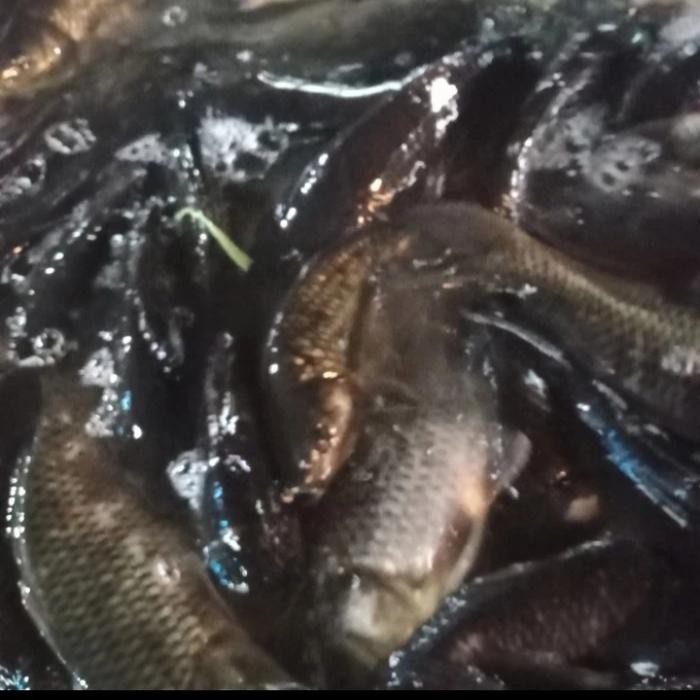 

SIAPKIRIM Ikan mas hidup untuk di kolam/mancing READY STOCK