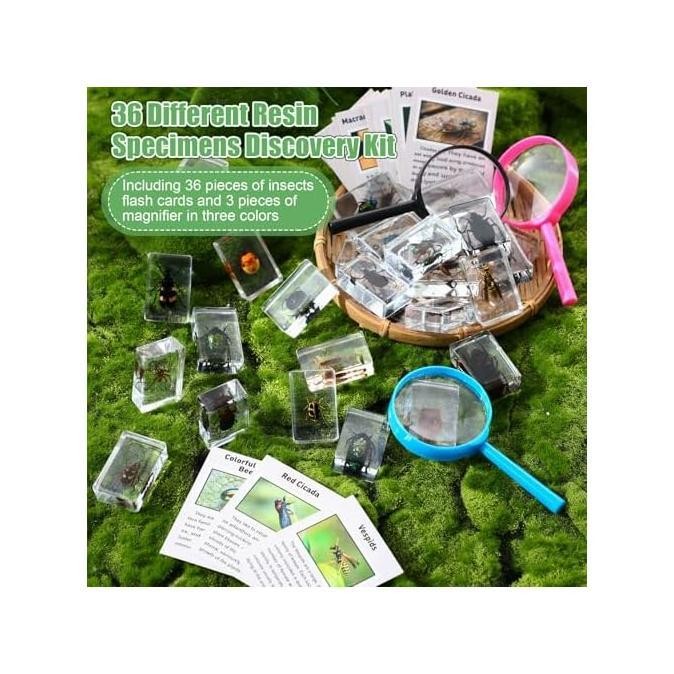 (Good) 36 Buah Kit Penemuan Serangga Dalam Spesimen Resin Serangga Pemberat Kertas dengan Kartu