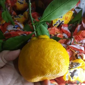 jeruk dekopon daun 1kg