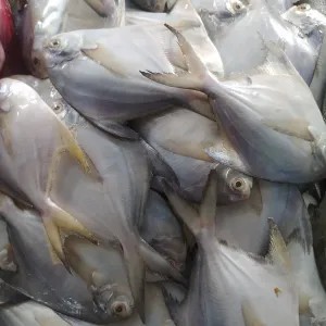 Ikan bawal putih 1kg