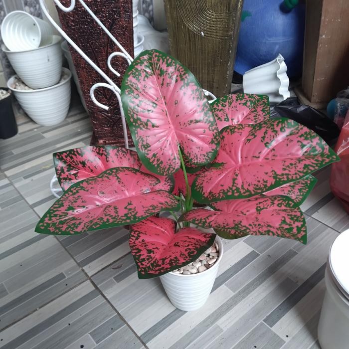 pohon keladi plastik, pohon plastik keladi merah, tanaman plastik.