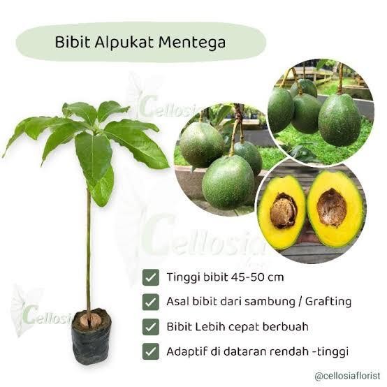 benih untuk tanaman alpukat dapat 3 tanaman
