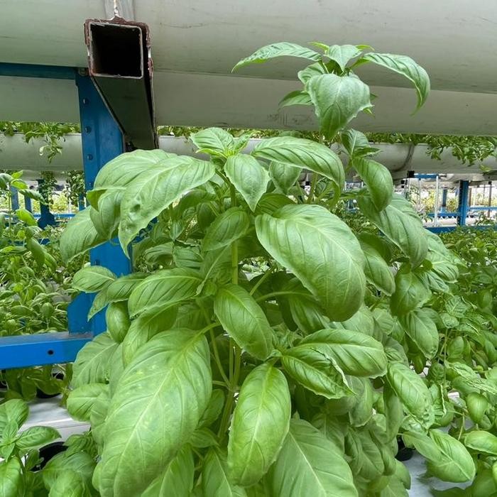 

Italian Basil segar sehat wangi siap dipetik - 100 Gr