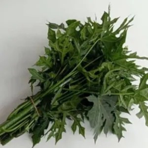 

daun pepaya Jepang 1per pack