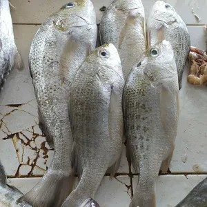Ikan kakap putih 1kg