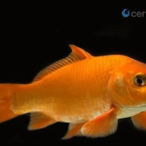 ikan emas Toba 1kg