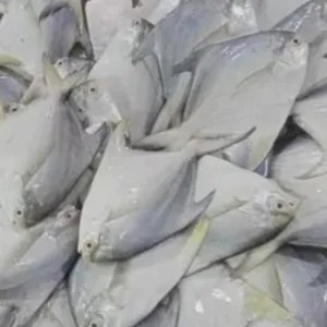 Bawal laut putih bawal laut