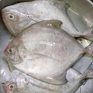 Bawal laut hitam