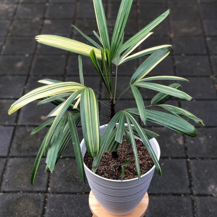 TANAMAN HIAS WAREGU VARIGATA RIMBUN INC POT PUTIH