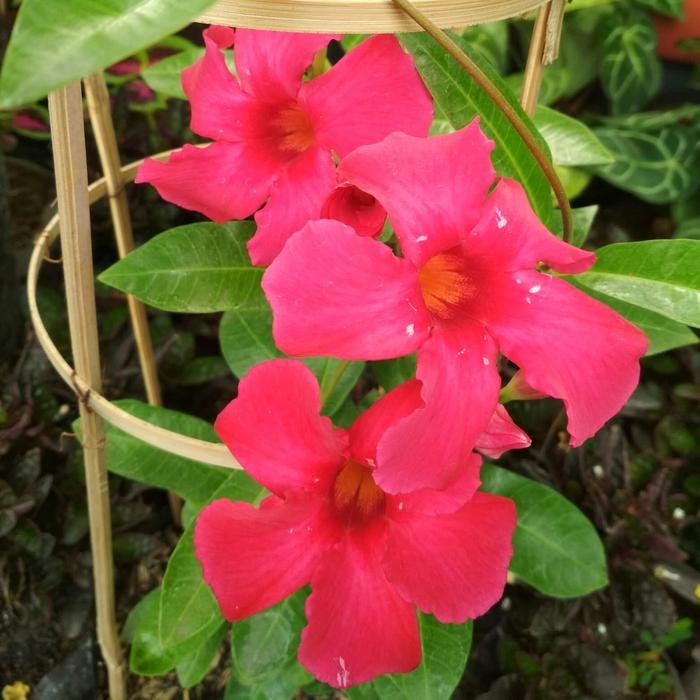 tanaman rambat ALAMANDA merah