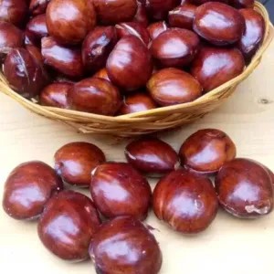 

jengkol tua 1kg