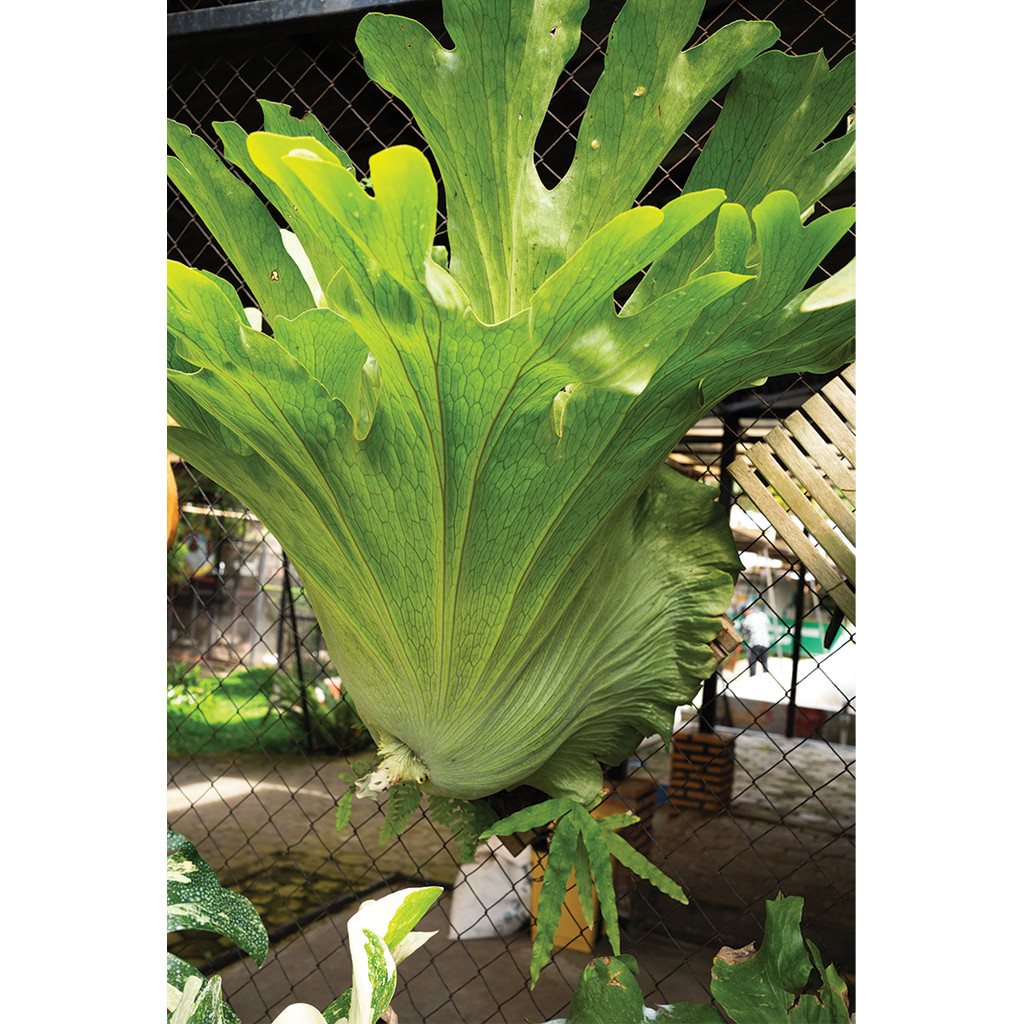 Shirushi Platycerium Superbum | Pakis Tanduk Rusa Superbum | Giant Staghorn Fern | Koleksi Premium