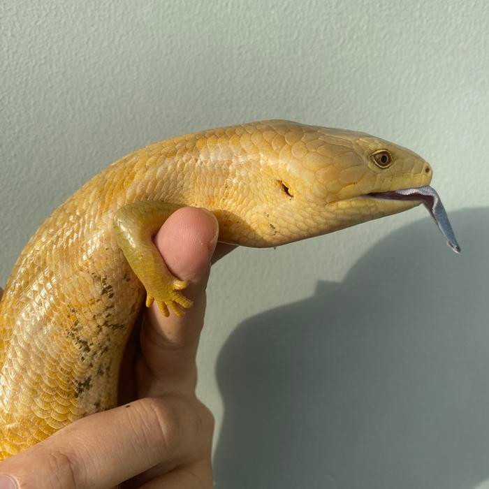 PANANA TANIMBAR HIGH YELLOW BANANA