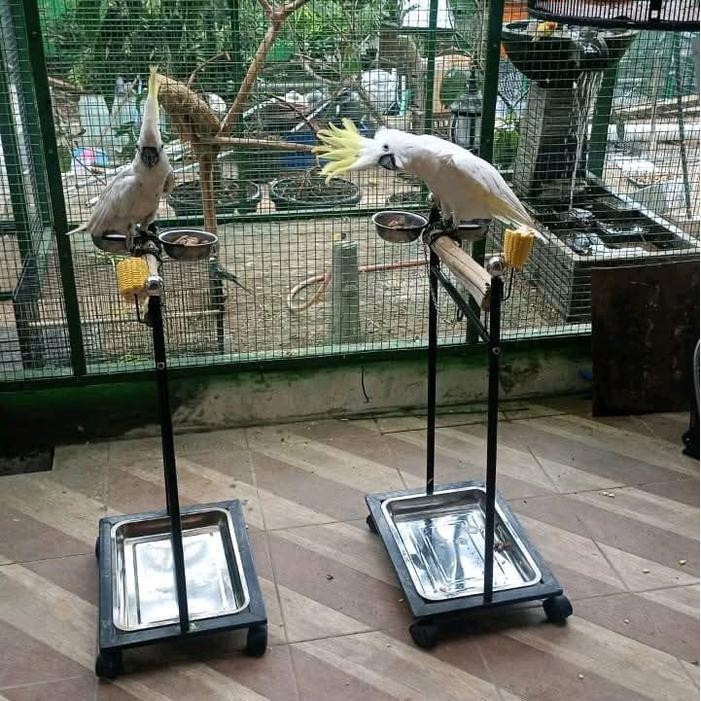 Tangkringan burung kaka tua