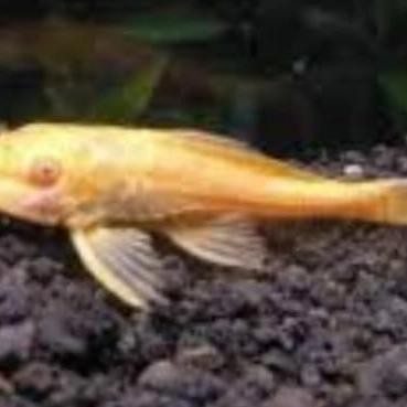 IKAN HIAS SAPU SAPU SAPU SAPU PUTIH SAKRAMUT PEMBERSIH KACA 10cm