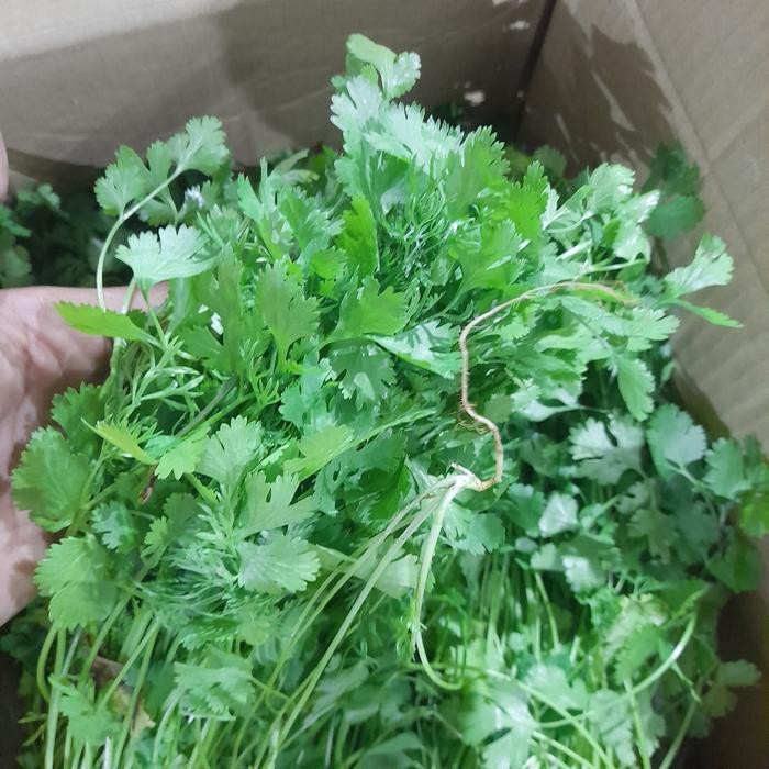 

Daun ketumbar / wansui 100 gram