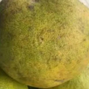 

Jeruk bali 1buah 1.2kg