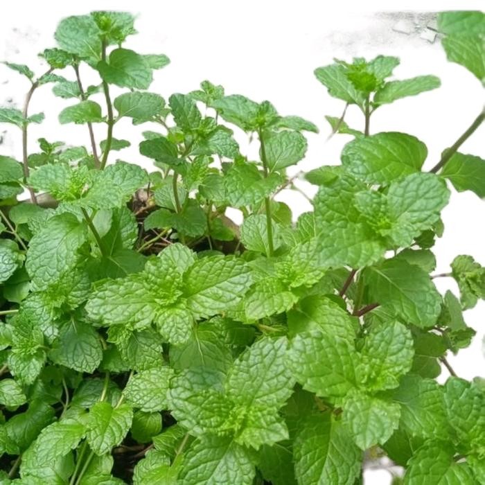 

Daun Mint Peppermint segar siap panen - 100 Gr