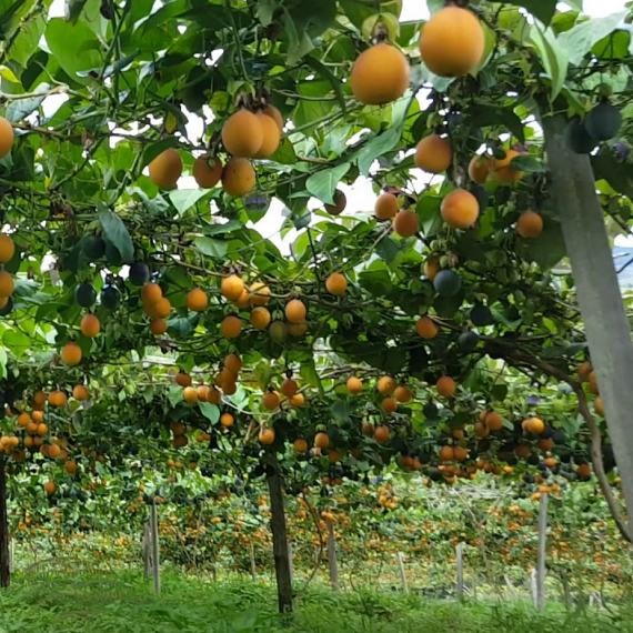 BIJI BENIH MARKISA KONYAL ORANGE MARKISA MANIS BERASTAGI FRESH SEED