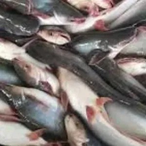 

ikan patin 1ekor 1kg