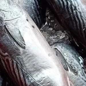 

ikan tongkol basah 500g