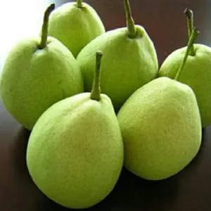 

pir hijau ziangli 1kg