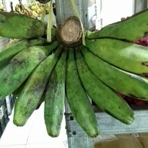 

pisang kepok hijau besar 1per pack