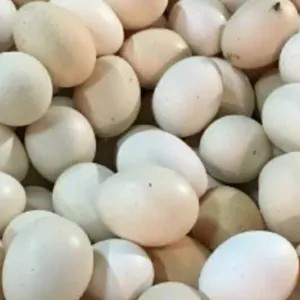 

telur ayam kampung putih 167g