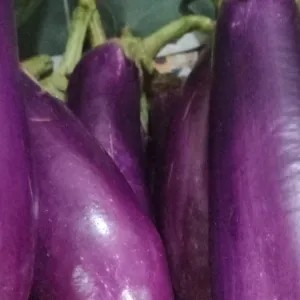 terong ungu 1kg