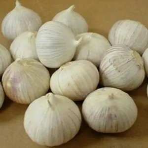 

Bawang putih tunggal 100g