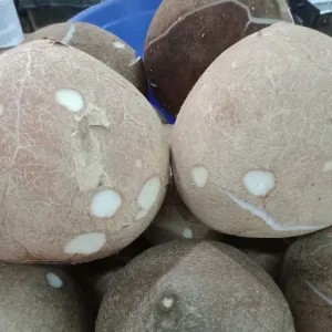 

1 butir kelapa utuh