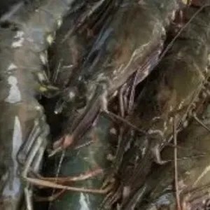 udang pancet besar 1kg